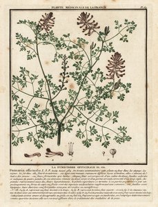 Közönséges fumitórium, Fumaria officinalis. alkotó: Unbekannter Künstler