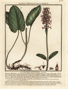 Közönséges csípő, Stachys officinalis. alkotó: Unbekannter Künstler