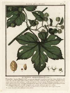 Közönséges komló, Humulus lupulus. alkotó: Unbekannter Künstler