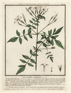 Közönséges jázmin, Jasminum officinale. alkotó: Unbekannter Künstler