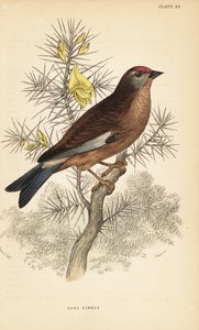 Közönséges vászon, Linaria cannabina, ágon ülve.1889 (metszet) alkotó: Unbekannter Künstler