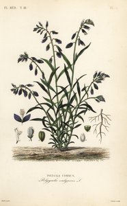 Közönséges tejfű, Polygala vulgaris, Polygala commun alkotó: Unbekannt