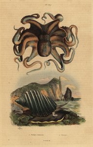Közönséges polip, Octopus vulgaris 1 és tengeri csiga, Dicathais orbita 2 alkotó: Unbekannt