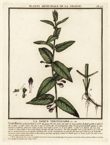 Közönséges koponyasapka, Scutellaria galericulata. alkotó: Unbekannter Künstler