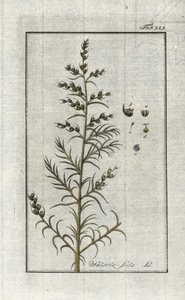 Közönséges szóda (Salsola soda). Litográfia Johannes Zorn (1739-1799) "Afbeelding der Artseny-Gewassen" című művéből, Hollandia. alkotó: Unbekannter Künstler