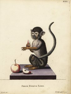 Közönséges mókusmajom, Saimiri sciureus. Simia sciurea Linn. Hermann Jakob Tyroff kézi rézmetszete Joseph Karell illusztrációja után Johann Christian Daniel Schreber: Állati illusztrációk a természet után, vagy Schreber fantáziája című művéből. alkotó: Unbekannter Künstler