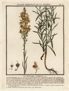 Közönséges varangylenhal, Linaria vulgaris. alkotó: Unbekannter Künstler