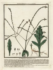 Közönséges verbéna, Verbena officinalis. alkotó: Unbekannter Künstler