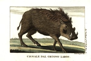 Közönséges varacskos disznó, Phacochoerus africanus. Francois Le Vaillant-tól (Levaillant). alkotó: Unbekannter Künstler
