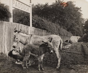 Két szamár kompozitja, 1909 körül alkotó: Unbekannt