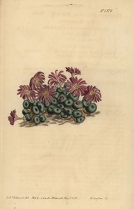 Conophytum atka (apró füge-körömvirág, Mesembryanthemum minutum) alkotó: Unbekannt