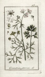 Koriander (Coriandrum sativum). Litográfia Johannes Zorn (1739-1799) "Afbeelding der Artseny-Gewassen" című művéből, Hollandia. alkotó: Unbekannter Künstler