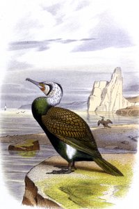 Kormorán, 1850 körül (litográfia ) alkotó: Unbekannter Künstler