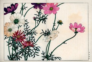 Kozmosz fajok különböző színekkel a fehértől a rózsaszínig. Cosmos, Cosmos bipinnatus. Kézzel színezett fametszet Konan Tanigami "Seiyou Sokazufu" (Képes album nyugati növényekről és virágokról: Őszi tél) című művéből, Unsodo, Kiotó. alkotó: Unbekannter Künstler