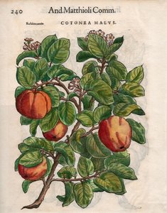 Cotonea Malvs. Pietro Andrea Mattioli "Kommentárok" című művéből (színes fametszet) alkotó: Unbekannt