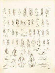 A Charles Darwin által a Beagle fedélzetén tett felfedezőútja során leírt különböző rágcsálófajok darvai és fogai. Tábla a "The Zoology of the voyage of the H.M.S. Beagle under the command of Captain Fitzroy during the years 1832 to 1836 edited and sup alkotó: Unbekannter Künstler