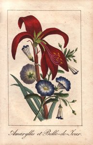 Bíbor amarillisz és törpe reggeli dicsőség, Hippeastrum és Convolvulus tricolor alkotó: Unbekannter Künstler