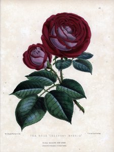 Bíbor rózsaszín és lila. A tea hibrid fajtája, üvegházban termesztett, Rose of China típusú tea. Worthington G. Smith (1835-1917) litográfiája, a Floral Magazine-ban jelent meg. alkotó: Unbekannter Künstler