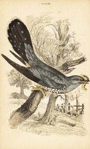 Kakukk, Cuculus canorus, csőrében hernyóval. 1889 (metszet) alkotó: Unbekannter Künstler