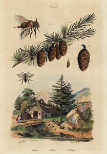 Kakukkméh, Melecta albifrons 1, vörösfenyő, Larix decidua 2 és csípős melipona mézelő méh, Melipona favosa 3 alkotó: Unbekannt