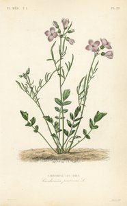 Kakukkvirág, Cardamine pratensis, Cardamine des pres alkotó: Unbekannt
