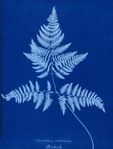 A Polypodium calcareum cianotípusa alkotó: Unbekannt