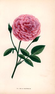 A De la Grifferaie rózsa, a Rosa multiflora hibridje 1846 körül jelent meg a piacon. Hippolyte Jamain és Eugene Forney "Les Roses" című művéből F. Grobon által a természet után rajzolt és litografált kromolitográfia, Párizs, J. Rothschild. alkotó: Unbekannter Künstler