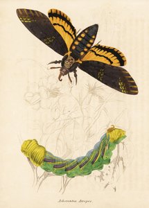 Halálfejű sólyommoly, Acherontia atropos. Kézzel színezett acélmetszet Georg Friedrich Treitschke természetrajzi galériájából, Naturhistorischer Bildersaal des Thierreiches, Liepzig-1842. alkotó: Unbekannter Künstler