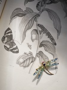 Deborah Devonshire bogár- és rovarékszerei a „Metamorphosis Insectorum” tetején, Maria Sibylla Merian