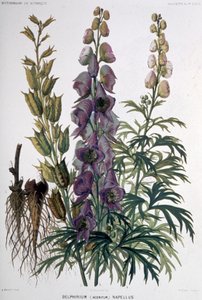 Delphinium Napellus, 1850-1900 körül (litográfia) alkotó: Unbekannter Künstler