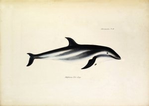 Delphinus Fitz-Royi Fekete delfin vagy Fitzroy a Beagle Robert Fitzroy kapitánya után. Tábla a "The zoology of the voyage of H.M.S. Beagle. described by John Gould, with notice of their habits by Charles Darwin" című könyvből. alkotó: Unbekannter Künstler