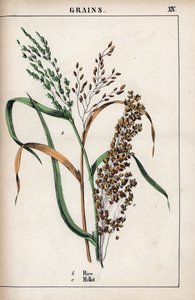 A gabonafélék leírása: rizs és köles. Kromolitográfia Charlotte Mary Yonge (1823-1901) "Recueil d