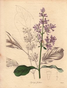 A Közép- és Kelet-Európában őshonos magyar lila (Syringa josikaea) leírása. Miss R. Mills (aktív 1836-1842) illusztrációja a Benjamin Maund által 1836 és 1842 között kiadott ötkötetes The Botanist című sorozatban. Ez a mű híres alkotó: Unbekannter Künstler