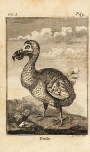 Dodo, Raphus cucullatus, kihalt madár alkotó: Unbekannt