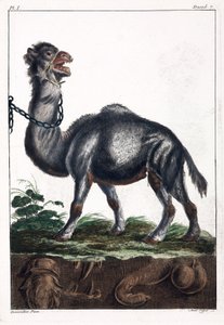 Egypúpú alkotó: Unbekannt