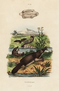 Kacsacsőrű kacsacsőrű, Ornithorhynchus anatinus alkotó: Unbekannt