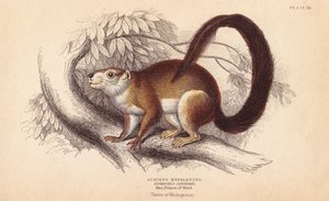 Duvaucels mókus, Sciurus hypoleucus. Indiai óriásmókus A Wied-Neuwied-i Maximilian herceg múzeumban található példányról. Lizars kézzel színezett acélmetszete Charles Hamilton Smith illusztrációja után William Jardine Naturalist