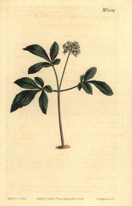 Törpe ginseng, Panax trifolius alkotó: Unbekannt