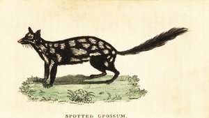 Keleti quoll, Dasyurus mosómedve. ,1800 (metszet) alkotó: Unbekannter Künstler
