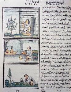 Ehető növények, oldal a Firenzei kódex XI. könyvéből, kétnyelvű változat spanyolul és nahuatl nyelven, Az új Spanyolország dolgainak általános története, Fray Bernardino de Sahagun (1499-1590) spanyol misszionárius. Azték civilizáció alkotó: William M. Timlin