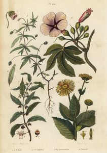 Elecampane, Inula helenium 1-3, zöld ibolya, Hybanthus fajok Ionidium polygalifolium 4-6, ipecacuanha, Carapichea ipecacuanha 7-9 és hajnalka, Ipomoea insignis 10 alkotó: Unbekannt