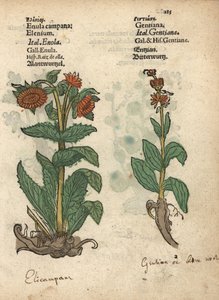 Elecampane, Inula helenium és encián fajok. Adam Lonicer Krauterbuch, vagy Herbal, Frankfurt, Krauterbuch, vagy Herbal című művének botanikai illusztrációjának kézzel színezett fametszete. alkotó: Unbekannter Künstler