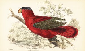 Veszélyeztetett bíborszarvú lory, Lorius domicella. 1889 (metszet) alkotó: Unbekannter Künstler