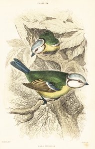 Eurázsiai kék cinege, Cyanistes caeruleus.1889 (metszet) alkotó: Unbekannter Künstler