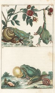 Európai és olasz békák - Erős víz Gottlieb Tobias Wilhelm (1758-1811) tollából, a Természettudományi Enciklopédiából: Kétéltűek alkotó: Unbekannter Künstler