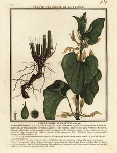 Európai anyafű, Aristolochia clematitis. alkotó: Unbekannter Künstler