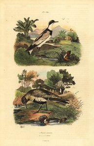 európai aranylile, Pluvialis apricaria és gyűrűs lile, Charadrius hiaticula alkotó: Unbekannt