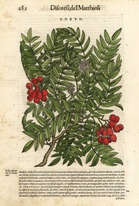 Európai csipkebokor, Sorbus aucuparia. Wolfgang Meyerpick kézi színezésű fametszete Giorgio Liberale illusztrációja után Pietro Andrea Mattioli Discorsi di P.A. Matthioli ne i sei libri della Materia Medicinale di Pedacio Dioscoride Anaza című művéből. alkotó: Unbekannter Künstler