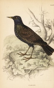 Európai seregély, Sturnus vulgaris.1889 (metszet) alkotó: Unbekannter Künstler