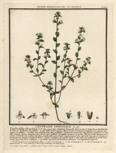 Eyebright, Euphrasia rostkoviana. alkotó: Unbekannter Künstler